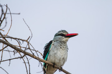 Mangrove Kingfisher sitting on a powerline