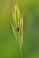 Beautiful ladybug on leaf defocused background