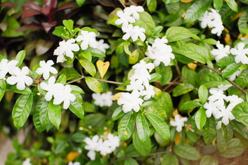 White flower