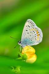 Closeup beautiful butterfly sitting on the flower.