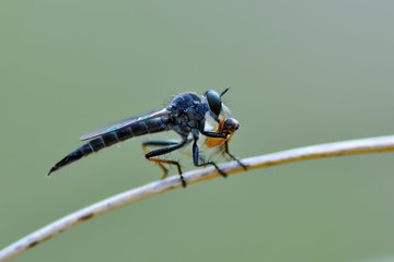 Macro shot of a robber fly 