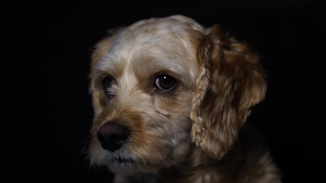 Dog Yawning with dark background