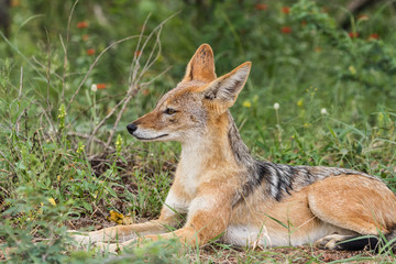 Black-Backed Jackal relaxing in the sun