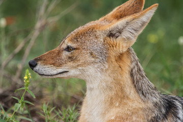 Black-Backed Jackal relaxing in the sun