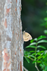 Closeup beautiful butterfly sitting on the flower.