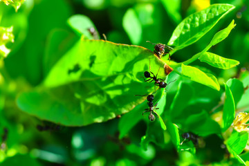 Beautiful Strong jaws of red ant close-up