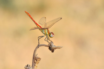 Macro shots, Beautiful nature scene dragonfly. 