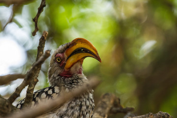 Yellow-Billed Hornbill