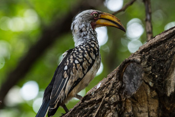 Yellow-Billed Hornbill