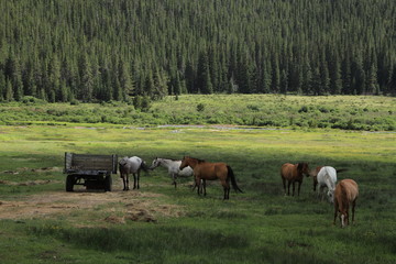 Naklejka premium ‎⁨Pike and San Isabel National Forests⁩, ⁨Jefferson⁩, ⁨Colorado⁩, ⁨United States⁩