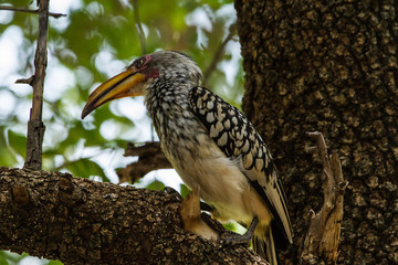 Yellow-Billed Hornbill