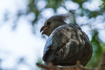 Common Go-Away Bird on a tree