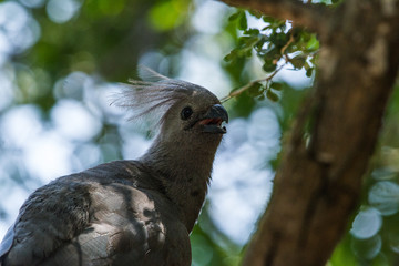 Common Go-Away Bird on a tree