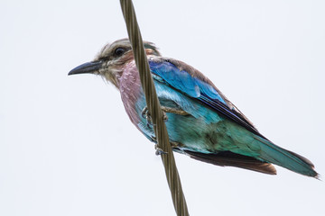 Lillac-breasted Roller on a powerline