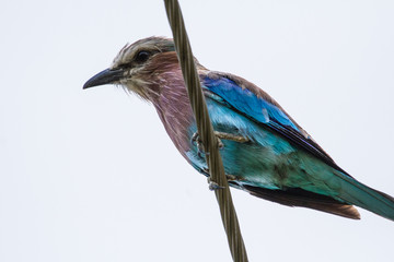 Lillac-breasted Roller on a powerline