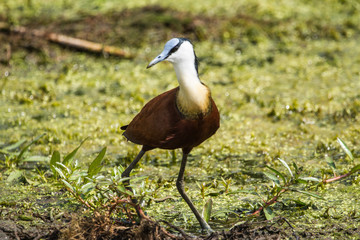 African Jacana on a lake