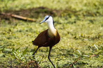 African Jacana on a lake