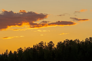 Golden Clouds over Silhouetted Trees
