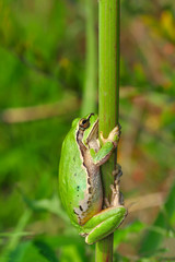 Beautiful Europaean Tree frog Hyla arborea - Stock Image
