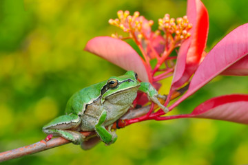 Beautiful Europaean Tree frog Hyla arborea - Stock Image