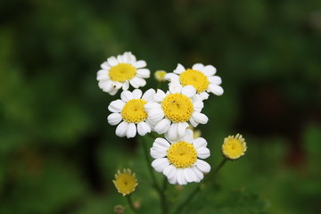 Fototapeta premium Daisies