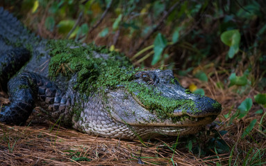 Bulls Island Gator