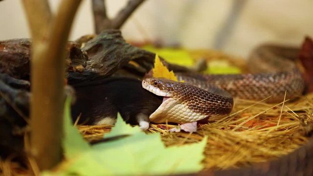 Selective focus closeup of pet serpent feeding time in foliage filled terrarium, snake swallowing dead brown and white rat over pine needles