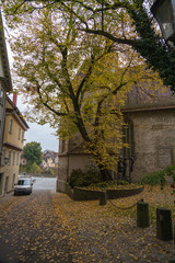 Fototapeta na wymiar Large tree with yellow and green leaves in Fall along cobblestone road