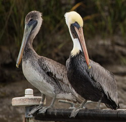 Low Country Pelicans