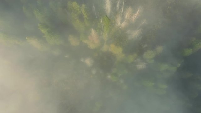 Aerial flying over morning fog covering the pine forest hills. Nez Perce Clearwater National Forests, Idaho, USA. 6 October 2019