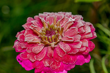 Red Zinnia flower blossom with early morning killing frost on petals
