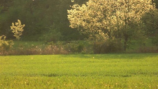 pollen flight in back light