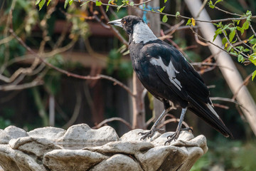 Australian Magpie at a bird bath