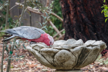 Galah at a bird bath