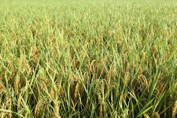 Rice field, an ear of rice,gold field 