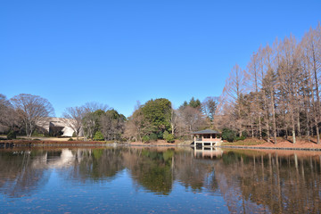 Fototapeta premium 冬の栃木県中央公園