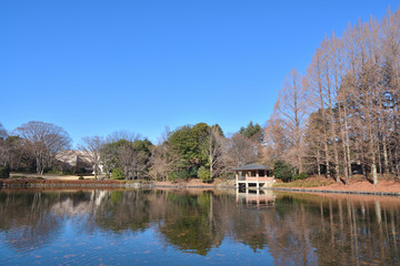 Fototapeta premium 冬の栃木県中央公園