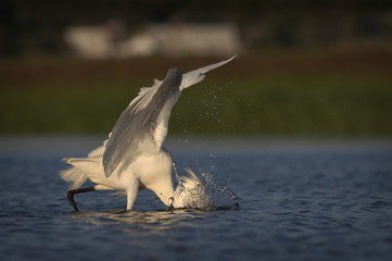 Snowy Egret Fishing In the Marsh, Going In for the Kill