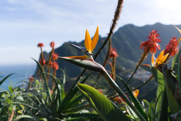 Colorful flower Bird of paradise (Strelitzia Reginae) in santana madeira, background picture