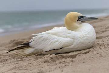 Northern Gannet Resting On a Cape Cod Beach
