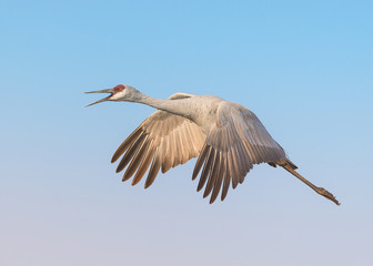 Sandhill crane in flight at Bosque del Apache National Wildlife Refuge in New Mexico