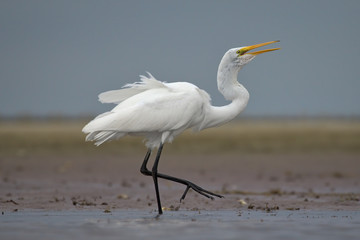 Great Egret On Cape Cod Bay, Swallowing Its Prey On the Low Tide Mud Flat