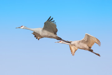 Two sandhill cranes in flight at Bosque del Apache National Wildlife Refuge in New Mexico