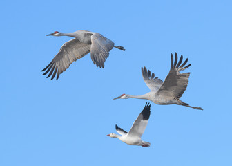 Fototapeta na wymiar Two sandhill cranes and one snow goose in flight at Bosque del Apache National Wildlife Refuge in New Mexico