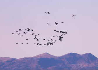 Flock of snow geese in flight at sunset at Bosque del Apache National Wildlife Refuge in New Mexico
