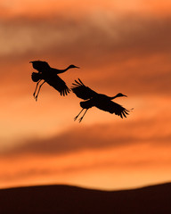 Fototapeta na wymiar Sandhill cranes in flight at Bosque del Apache National Wildlife Refuge in New Mexico