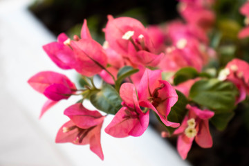 flowers in the garden