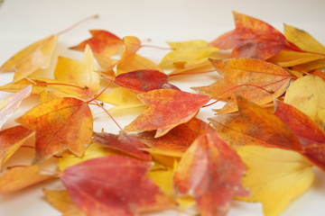 紅葉　かえで　落ち葉　葉　赤色　黄色　接写　マクロ　白バック　白背景　たくさん　一面