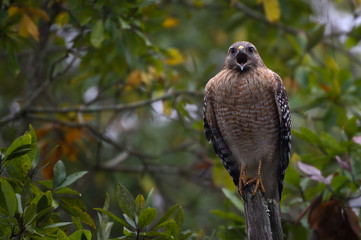 Red-Shouldered Hawk Perched Atop a Dead Branch Calling Out In Winter Garden, Florida