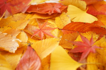 Fototapeta premium 紅葉 かえで けやき いちょう もみじ 落ち葉 葉 赤色 黄色 接写 マクロ 白バック 白背景 たくさん 一面
